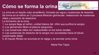 Cómo se forma la orina
La orina es un líquido color amarillento, formado por agua y sustancias de desecho
Se forma en el nefrón en 3 procesos:filtración glomerular, reabsorción de sustancias
útiles y excreción de desechos
La formación de la orina:
1.-La sangre llega al nefrón, unidad básica del riñón que purifica la sangre.
2.-Los glomérulos filtran el plasma sanguíneo.
3.-Las sustancias útiles son reabsorbidas en los tubos renales.
4.-Las sustancias de desecho de la sangre son excretadas hacia el túbulo
contorneado distal.
5.-El líquido filtrado se acumula en la vejiga y se excreta como orina.
Maria Paz Tapia.
29
 