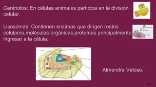 Centriolos: En células animales participa en la división
celular.
Lisosomas: Contienen enzimas que dirigen restos
celulares,moléculas orgánicas,proteínas principalmente
ingresar a la célula.
Almendra Veloso.
11
 