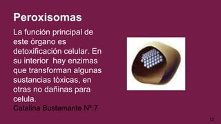 La función principal de
este órgano es
detoxificación celular. En
su interior hay enzimas
que transforman algunas
sustancias tòxicas, en
otras no dañinas para
celula.
Catalina Bustamante Nº:7
12
Peroxisomas
 