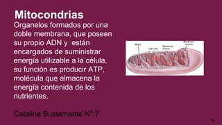 Mitocondrias
Organelos formados por una
doble membrana, que poseen
su propio ADN y están
encargados de suministrar
energía utilizable a la célula,
su función es producir ATP,
molécula que almacena la
energía contenida de los
nutrientes.
Catalina Bustamante N°:7
14
 