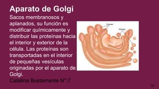 Aparato de Golgi
Sacos membranosos y
aplanados, su función es
modificar químicamente y
distribuir las proteínas hacia
el interior y exterior de la
célula. Las proteínas son
transportadas en el interior
de pequeñas vesículas
originadas por el aparato de
Golgi.
Catalina Bustamante N°:7
15
 