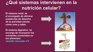 ¿Qué sistemas intervienen en la
nutrición celular?
El sistema renal: es
el encargado de eliminar
sustancias de desecho
de la actividad celular,
como urea y sales.
El sistema digestivo: se
encarga de incorporar los
nutrientes contenidos en
los alimentos.
Jennifer Acevedo nº2
18
 