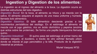 Ingestion y Digestion de los alimentos:
La ingestión es el ingreso del alimento a la boca. La digestión ocurre en
distintas estructuras del tubo digestivo.
Digestión Bucal: En la boca, el alimento se tritura y se mezcla con la
saliva. El alimento adquiere el aspecto de una masa uniforme y húmeda,
llamada bolo alimenticio.
Digestión Gástrica: El bolo alimenticio desciende gracias a los
movimientos peristálticos del esofago. En el estómago el alimento se
mezcla con el jugo gástrico, rico en ácido clorhídrico y pepsina (enzima
que actúa sobre las proteínas). Se forma una papilla blanquecina llamada
quimo.
Digestión Intestinal: El quimo pasa del estómago al primer tramo del
intestino delgado, el duodeno, a través de otro esfínter llamado píloro
donde se mezcla el jugo pancreático y la bilis. Producto de la digestión
intestinal se produce.
Muriel Vasquez Nº33
21
 
