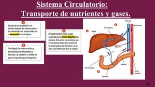 Sistema Circulatorio:
Transporte de nutrientes y gases.
25
 