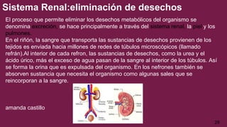 Sistema Renal:eliminación de desechos
El proceso que permite eliminar los desechos metabólicos del organismo se
denomina excreción, se hace principalmente a través del sistema renal, la piel y los
pulmones.
En el riñón, la sangre que transporta las sustancias de desechos provienen de los
tejidos es enviada hacia millones de redes de túbulos microscópicos (llamado
refrán).Al interior de cada refron, las sustancias de desechos, como la urea y el
ácido úrico, más el exceso de agua pasan de la sangre al interior de los túbulos. Así
se forma la orina que es expulsada del organismo. En los nefrones también se
absorven sustancia que necesita el organismo como algunas sales que se
reincorporan a la sangre.
amanda castillo
28
 