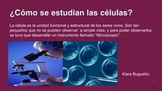 ¿Cómo se estudian las células?
La célula es la unidad funcional y estructural de los seres vivos. Son tan
pequeños que no se pueden observar a simple vista, y para poder observarlos
se tuvo que desarrollar un instrumento llamado “Microscopio”.
Kiara Bugueño.
5
 