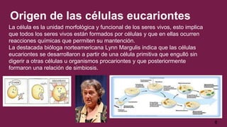 Origen de las células eucariontes
La célula es la unidad morfológica y funcional de los seres vivos, esto implica
que todos los seres vivos están formados por células y que en ellas ocurren
reacciones químicas que permiten su mantención.
La destacada bióloga norteamericana Lynn Margulis indica que las células
eucariontes se desarrollaron a partir de una célula primitiva que engulló sin
digerir a otras células u organismos procariontes y que posteriormente
formaron una relación de simbiosis.
Maria Paz Tapia.
8
 