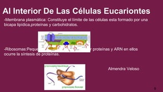 Al Interior De Las Células Eucariontes
-Membrana plasmática: Constituye el límite de las células esta formado por una
bicapa lipídica,proteínas y carbohidratos.
-Ribosomas:Pequeñas estructuras formadas por proteínas y ARN en ellos
ocurre la síntesis de proteínas.
Almendra Veloso
9
 