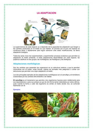 LA ADAPTACION
La supervivencia de cada especie va a depender de la capacidad de adaptación que tengan a
los cambios producidos en el medio en que habitan. El proceso por el que una especie se
condiciona lenta o rápidamente para lograr sobrevivir ante estas modificaciones, se llama
adaptación biológica.
Todos los seres vivos han experimentado y experimentan procesos evolutivos que permiten su
adaptación al medio ambiente. A estas adaptaciones desarrolladas por cada especie, las
podemos clasificar en tres grupos: las morfológicas, las fisiológicas y las etológicas.
Adaptaciones morfológicas
Son los cambios que presentan los organismos en su estructura externa y que le permiten
confundirse con el medio, imitar formas, colores de animales más peligrosos o contar con
estructuras que permiten una mejor adaptación al medio.
Los dos principales ejemplos de las adaptaciones morfológicas son el camuflaje y el mimetismo
ocasionados por los cambios del ambiente o de hábitat.
El camuflaje es el mecanismo que permite a los organismos hacerse poco visiblemente para
sus depredadores o para sus presas ya que de otra forma serian detectados por estos últimos,
pues cuando la forma o color del organismo es similar al medio donde vive, se confunde
fácilmente con él.
Ejemplos
I
 