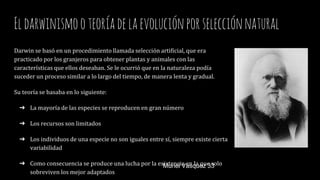 Eldarwinismooteoríadelaevoluciónporselecciónnatural
Darwin se basó en un procedimiento llamada selección artificial, que era
practicado por los granjeros para obtener plantas y animales con las
características que ellos deseaban. Se le ocurrió que en la naturaleza podía
suceder un proceso similar a lo largo del tiempo, de manera lenta y gradual.
Su teoría se basaba en lo siguiente:
➔ La mayoría de las especies se reproducen en gran número
➔ Los recursos son limitados
➔ Los individuos de una especie no son iguales entre sí, siempre existe cierta
variabilidad
➔ Como consecuencia se produce una lucha por la existencia en la que solo
sobreviven los mejor adaptados
Muriel Vasquez 33
 