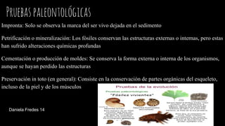 Pruebaspaleontológicas
Impronta: Solo se observa la marca del ser vivo dejada en el sedimento
Petrificación o mineralización: Los fósiles conservan las estructuras externas o internas, pero estas
han sufrido alteraciones químicas profundas
Cementación o producción de moldes: Se conserva la forma externa o interna de los organismos,
aunque se hayan perdido las estructuras
Preservación in toto (en general): Consiste en la conservación de partes orgánicas del esqueleto,
incluso de la piel y de los músculos
Daniela Fredes 14
 