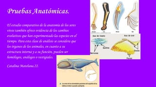 Pruebas Anatómicas.
El estudio comparativo de la anatomía de los seres
vivos también ofrece evidencia de los cambios
evolutivos que han experimentado las especies en el
tiempo. Para esta clase de análisis se considera que
los órganos de los animales, en cuanto a su
estructura interna y a su función, pueden ser
homólogos, análogos o vestigiales.
Catalina Mateluna.22.
 