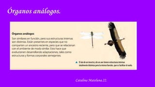 Órganos análogos.
Catalina Mateluna.22.
 