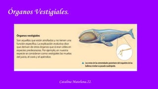 Órganos Vestigiales.
Catalina Mateluna.22.
 