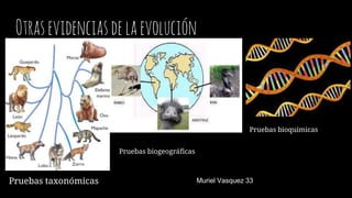 Otrasevidenciasdelaevolución
Pruebas taxonómicas
Pruebas biogeográficas
Pruebas bioquimicas
Muriel Vasquez 33
 