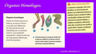 Órganos Homólogos.
Catalina Mateluna.22.
 