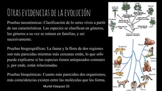 Otrasevidenciasdelaevolución
Pruebas taxonómicas: Clasificación de lo seres vivos a partir
de sus características. Las especies se clasifican en géneros,
los géneros a su vez se reúnen en familias, y así
sucesivamente.
Pruebas biogeográficas: La fauna y la flora de dos regiones
son más parecidas mientras más cercanas están, lo que sólo
puede explicarse si las especies tienen antepasados comunes
y, por ende, están relacionadas.
Pruebas bioquímicas: Cuanto más parecidos dos organismos,
más coincidencias existen entre las moléculas que los forma.
Muriel Vasquez 33
 