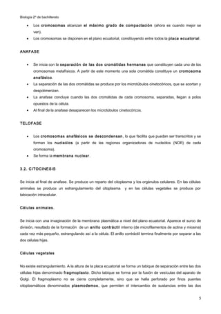 Biología 2º de bachillerato

    •    Los cromosomas alcanzan el máximo grado de compactación (ahora es cuando mejor se
         ven).
    •    Los cromosomas se disponen en el plano ecuatorial, constituyendo entre todos la placa ecuatorial .


ANAFASE


    •    Se inicia con la separación de las dos cromátidas hermanas que constituyen cada uno de los
         cromosomas metafísicos. A partir de este momento una sola cromátida constituye un cromosoma
         anafásico .
    •    La separación de las dos cromátidas se produce por los microtúbulos cinetocóricos, que se acortan y
         despolimerizan.
    •    La anafase concluye cuando las dos cromátidas de cada cromosoma, separadas, llegan a polos
         opuestos de la célula.
    •    Al final de la anafase desaparecen los microtúbulos cinetocóricos.


TELOFASE


    •    Los cromosomas anafásicos se descondensan , lo que facilita que puedan ser transcritos y se
         forman los nucleólos (a partir de las regiones organizadoras de nucleólos (NOR) de cada
         cromosoma).
    •    Se forma la membrana nuclear .


3.2. CITOCINESIS


Se inicia al final de anafase. Se produce un reparto del citoplasma y los orgánulos celulares. En las células
animales se produce un estrangulamiento del citoplasma          y en las células vegetales se produce por
tabicación intracelular.


Células animales.


Se inicia con una invaginación de la membrana plasmática a nivel del plano ecuatorial. Aparece el surco de
división, resultado de la formación de un anillo contráctil interno (de microfilamentos de actina y miosina)
cada vez más pequeño, estrangulando así a la célula. El anillo contráctil termina finalmente por separar a las
dos células hijas.


Células vegetales


No existe estrangulamiento. A la altura de la placa ecuatorial se forma un tabique de separación entre las dos
células hijas denominado fragmoplasto . Dicho tabique se forma por la fusión de vesículas del aparato de
Golgi. El fragmoplasmo no se cierra completamente, sino que se halla perforado por finos puentes
citoplasmáticos denominados plasmodemos , que permiten el intercambio de sustancias entre las dos


                                                                                                            5
 