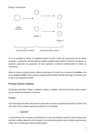 Biología 2º de bachillerato




           Célula
          madre 2n



                                      Células n


                                                                     Células n




            Primera división meiótica         Segunda división meiótica




Si no se produjese la meiosis, los gametos tendrían el mismo número de cromosomas que las células
somáticas, y, después de cada fecundación, la célula resultante (cigoto) tendría el doble de cromosomas. La
repetición, generación tras generación, de esta duplicación, aumentaría indefinidamente el número de
cromosomas.


Antes de iniciarse la primera división meiótica, al igual que en la mitosis, hay un período de interfase , en la
que se duplica el ADN . Entre la primera y segunda división meiótica también tiene lugar una interfase, pero
en ella no hay duplicación del ADN.


Primera división meiótica

Comprende cuatro fases: Profase I, metafase I, anafase I y telofase I. Al final de la primera división meiótica
hay una división del citoplasma o citocinesis.


Profase I


Es la más larga de las fases. Previamente a dicha fase se produce la duplicación del ADN, en la fase S del
ciclo celular. Para su mejor comprensión se divide en cinco subfases:


             •    Leptoteno


Los cromosomas, aún en proceso de condensación, se unen a la membrana nuclear en zonas próximas a los
centríolos, mediante placas de unión (bouquet). Los cromosomas presentan dos cromátidas, estrechamente
unidas, que no se distinguen hasta el final de profase I.


                                                                                                              7
 