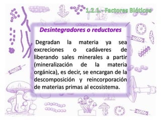 Desintegradores o reductores
Degradan la materia ya sea
excreciones o cadáveres de
liberando sales minerales a partir
(mineralización de la materia
orgánica), es decir, se encargan de la
descomposición y reincorporación
de materias primas al ecosistema.
 