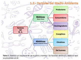 Factores
del
M. A.
Bióticos
(Seres Vivos)
Productores
Consumidores
Desintegradores
Abióticos
(Medio ambiente Físico)
Energéticos
Climáticos
Del Sustrato
Tarea 1: Elabora un esquema de un acuario y nombra los factores abióticos y bióticos que
se presentan en el.
 