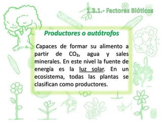 Productores o autótrofos
Capaces de formar su alimento a
partir de CO₂, agua y sales
minerales. En este nivel la fuente de
energía es la luz solar. En un
ecosistema, todas las plantas se
clasifican como productores.
 