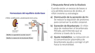 Protones Riñon Fisiología del Riñón y Regulación de Líquidos Corporales: Homeostasis y ...
