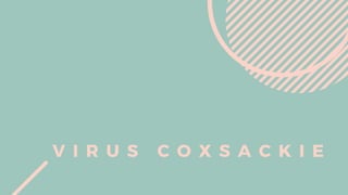 V I R U S C O X S A C K I E
 