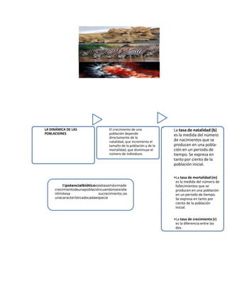 1
LA DINÁMICA DE LAS
POBLACIONES
2
El crecimiento de una
población depende
directamente de la
natalidad, que incrementa el
tamaño de la población y de la
mortalidad, que disminuye el
número de individuos.
3
La tasa de natalidad (b)
es la medida del número
de nacimientos que se
producen en una pobla-
ción en un periodo de
tiempo. Se expresa en
tanto por ciento de la
población inicial.
•La tasa de mortalidad (m)
es la medida del número de
fallecimientos que se
producen en una población
en un periodo de tiempo.
Se expresa en tanto por
ciento de la población
inicial.
•La tasa de crecimiento (r)
es la diferencia entre las
dos.
Elpotencialbióticoeslatasamáximade
crecimientodeunapoblacióncuandonoexiste
nlímitesa sucrecimiento;es
unacaracterísticadecadaespecie
 