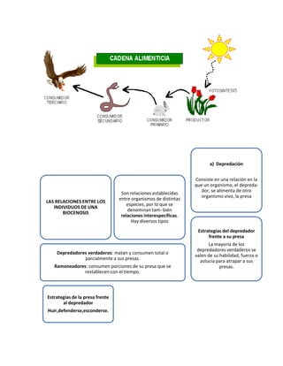 Estrategias de la presa frente
al depredador
Huir,defenderse,esconderse.
Depredadores verdaderos: matan y consumen total o
parcialmente a sus presas.
Ramoneadores: consumen porciones de su presa que se
restablecen con el tiempo.
LAS RELACIONES ENTRE LOS
INDIVIDUOS DE UNA
BIOCENOSIS
Son relaciones establecidas
entre organismos de distintas
especies, por lo que se
denominan tam- bién
relaciones interespecíficas.
Hay diversos tipos
Estrategias del depredador
frente a su presa
La mayoría de los
depredadores verdaderos se
valen de su habilidad, fuerza o
astucia para atrapar a sus
presas.
a) Depredación
Consiste en una relación en la
que un organismo, el depreda-
dor, se alimenta de otro
organismo vivo, la presa
 
