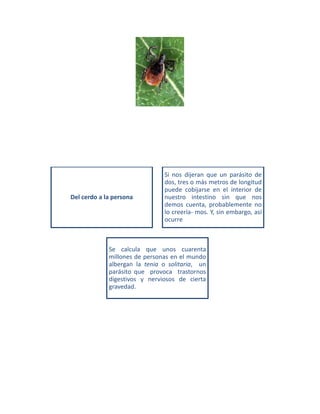 Del cerdo a la persona
Si nos dijeran que un parásito de
dos, tres o más metros de longitud
puede cobijarse en el interior de
nuestro intestino sin que nos
demos cuenta, probablemente no
lo creería- mos. Y, sin embargo, así
ocurre
Se calcula que unos cuarenta
millones de personas en el mundo
albergan la tenia o solitaria, un
parásito que provoca trastornos
digestivos y nerviosos de cierta
gravedad.
 