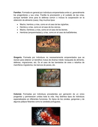 Familiar. Formada en general por individuos emparentados entre sí, generalmente
los progenitores y sus crías. Facilita la procreación y el cuidado de las crías,
aunque también sirve para la defensa común o incluso la cooperación en la
obtención de alimento (caza). Hay muchos tipos:
Macho, hembra y crías, como en el caso de las cigüeñas.
Hembra y crías, como en el caso de los ciervos.
Macho, hembras y crías, como en el caso de los leones.
Hembras (emparentadas) y crías, como en el caso de losElefantes.
Gregaria. Formada por individuos no necesariamente emparentados que se
reúnen para obtener un beneficio mutuo de diversa índole: búsqueda de alimento,
defensa, migraciones, etc. Es el caso de las bandadas de aves o rebaños de
mamíferos migratorios, los bancos de peces, etc.
Colonial. Formadas por individuos procedentes por gemación de un único
progenitor y permanecen unidos toda la vida. Hay distintos tipos de individuos
especializados en diferentes funciones. Es típica de los corales, gorgonias y de
algunos pólipos flotantes como la carabela portuguesa.
 