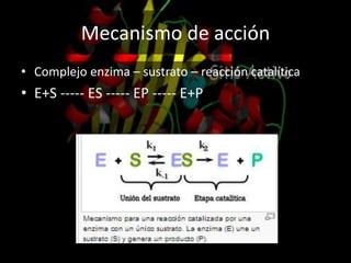 Mecanismo de acción
• Complejo enzima – sustrato – reacción catalítica
• E+S ----- ES ----- EP ----- E+P
 