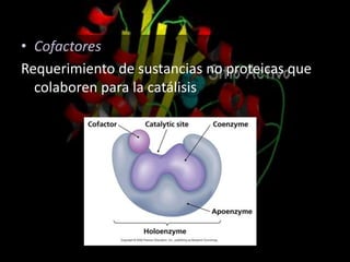 • Cofactores
Requerimiento de sustancias no proteicas que
colaboren para la catálisis
 