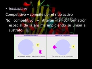 • Inhibidores
Competitivo – compite por el sitio activo
No competitivo – Alteran la conformación
espacial de la enzima impidiendo su unión al
sustrato.
 