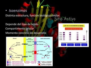 • Isoenzimas
Distinta estructura, función biológica similar.
Depende del tipo de tejido
Compartimento celular
Momento concreto de desarrollo
 