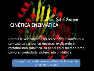 CINÉTICA ENZIMÁTICA
Estudia la velocidad de las reacciones químicas que
son catalizadas por las enzimas, explicando el
metabolismo catalítico, su papel en el metabolismo,
como es controlada, potenciada o inhibida.
Las enzimas no alteran el equilibrio de la reacción
producto sustrato
 