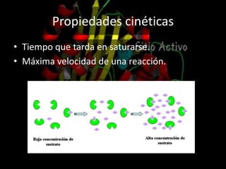 Propiedades cinéticas
• Tiempo que tarda en saturarse.
• Máxima velocidad de una reacción.
 