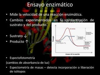 Ensayo enzimático
• Mide la velocidad de una reacción enzimática.
• Cambios experimentados en la concentración de
sustrato y del producto.
• Sustrato ↓
• Producto ↑
• Espectofotometría
(cambios de absorbancia de luz)
• Espectometría de masas – detecta incorporación o liberación
de isótopos
 