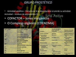 GRUPO PROSTÉTICO
• Actividad catalítica – Estructuras Si se desnaturaliza se pierde su actividad.
Actividad – residuos de aminoácidos O….
• COFACTOR – Iones inorgánicos
• O Complejo orgánico (COENZIMA)
 