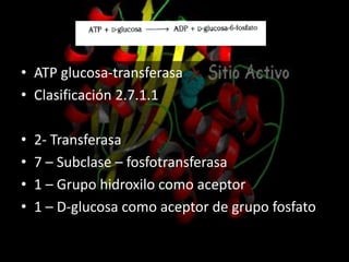 • ATP glucosa-transferasa
• Clasificación 2.7.1.1
• 2- Transferasa
• 7 – Subclase – fosfotransferasa
• 1 – Grupo hidroxilo como aceptor
• 1 – D-glucosa como aceptor de grupo fosfato
 