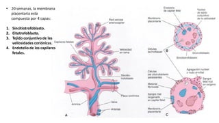 Comprehensive Overview of Placenta Structure, Function, and Anomalies ...