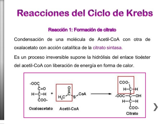Unidad VI ciclo de krebs y oxidaciones biologicas