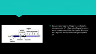 Niveles de regulación genética en bacterias. | PPTX