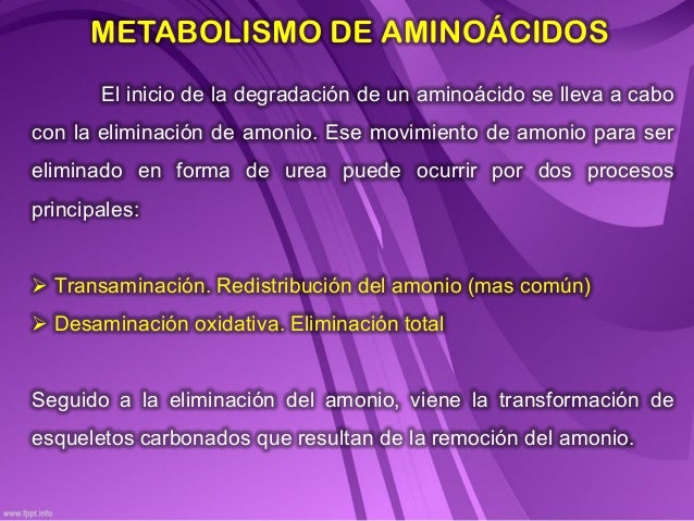 Tipos de metabolismo hombre