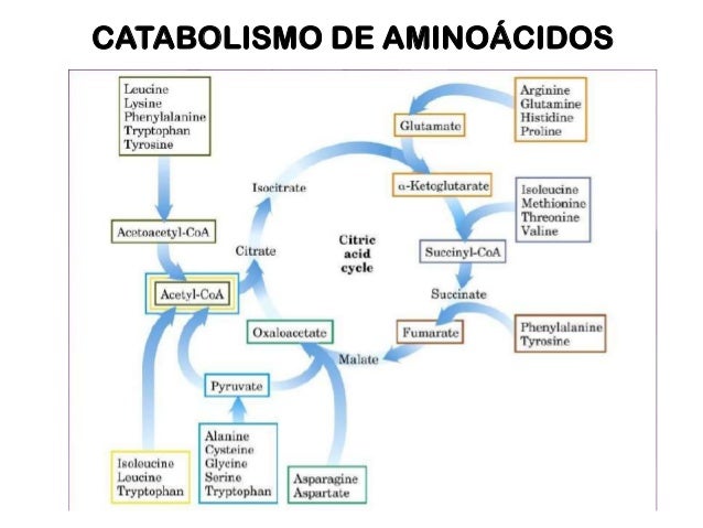 5 maneras de luchar metabolismo aminoacidos