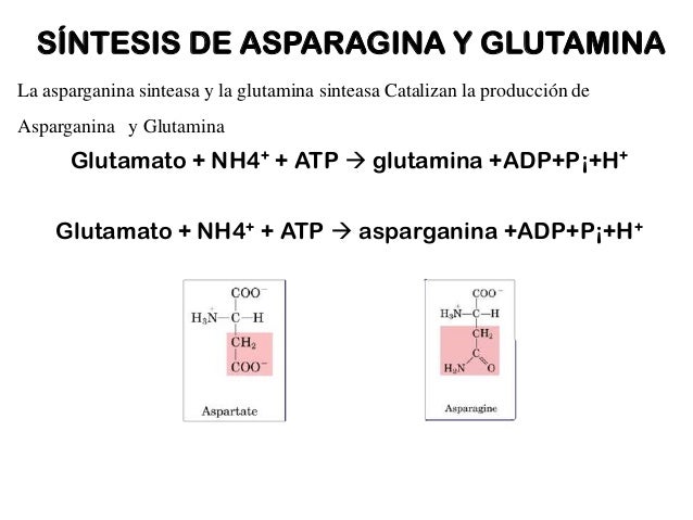dieta para acelerar el metabolismo y bajar de peso reseñas