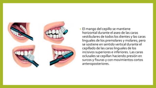 • El mango del cepillo se mantiene
horizontal durante el aseo de las caras
vestibulares de todos los dientes y las caras
l...