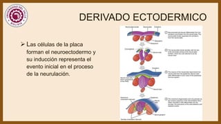 Neuroectodermo PERIODO EMBRIONARIO - El período embrionario es una etapa crítica en el ...