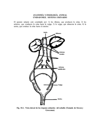 ANATOMÍA Y FISIOLOGÍA ANIMAL
UNIDAD DIEZ. SISTEMA URINARIO
El aparato urinario está constituido por: 1) los riñones, que producen la orina; 2) los
uréteres, que conducen la orina hasta la vejiga; 3) la vejiga, que almacena la orina; 4) la
uretra, que conduce la orina hasta el exterior.
Fig. 10.1. Vista dorsal de los órganos urinarios del caballo (Tomado de Sisson y
Grossman)
 